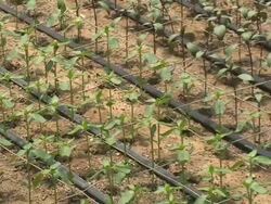 Snapdragons (Antirrhinum Majus) Stock Footage
