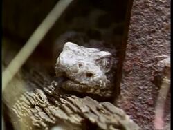 CU Rattlesnake pokes head out from hole, flicks tongue, USA Stock Footage