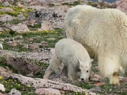 MS PAN Shot of mountain goat kids grazing on tundra wildflowers / Idaho Springs, Colorado, United States Stock Footage
