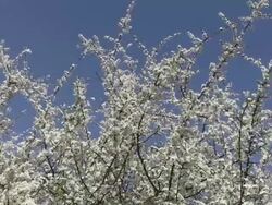 MS Blooming whitethorn tree / Kastel-Staadt, Rhineland-Palatinate, Germany Stock Footage