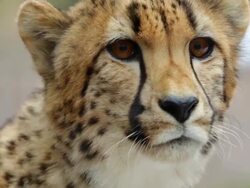 The Animal Residents Of Washington's National Zoo Stock Footage