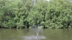Mangroves Stock Footage
