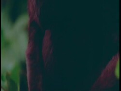 CU Tilt up, Red Howler monkey in tree, South America Stock Footage