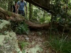 CU, CS, Couple hiking in tropical rainforest, Mossman, Queensland, Australia Stock Footage