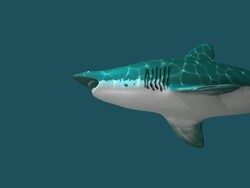 Tiger Shark In Deep Ocean Close up HD Stock Footage