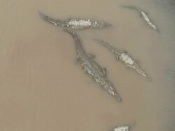 Crocodiles Stock Footage