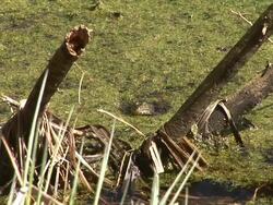 HD: Peeking marsh frog Stock Footage
