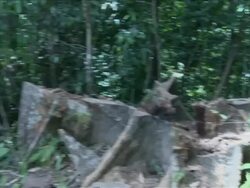 MS PAN Shot of Fallen tree stump / Kota Marudu, Sabah, Malaysia   Stock Footage