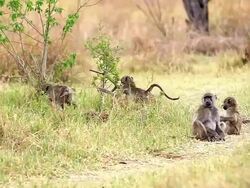 MS TS SLO MO Shot of Olive Baboon (papio anubis) in group and two young playing at Okavango Delta forest area / Moremi Reserve, Africa, Botswana Stock Footage
