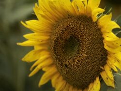 Honey Bee on Sunflower Tight Angle Stock Footage