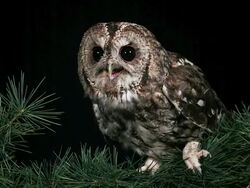 CU Shot of Eurasian Tawny Owl, strix aluco, Adult looking around / Calvados, Normandy, France  Stock Footage