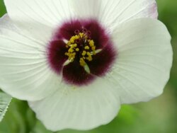 CU Shot of flower moving in wind / Cortes, British Columbia, Canada  Stock Footage