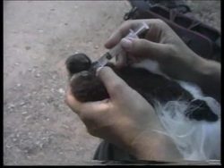 ISRAEL: ABANDONED MARMOSET MONKEY DOING WELL AT MONKEY PARK News Clip