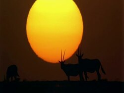 MS Arabian Oryx, Oryx leucoryx, silhouetted in front of sunset on horizon, Jiddat al Harasis desert, Oman Stock Footage