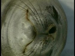 CU seal face, one nostril opens and closes, Antarctica Stock Footage