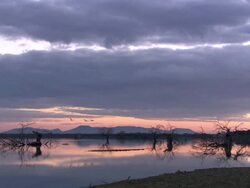 Scenic, North East Extremadura in Dehesa. Habitat of European Crane (Grus grus) Stock Footage