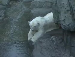 The Wildlife Conservation Society Safari! India Gala Stock Footage