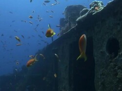 W/S underwater, diving a wreck Stock Footage