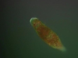 Euglena swimming Stock Footage