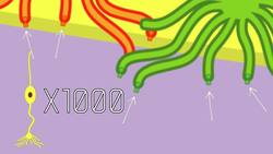 How Do We Smell? Instructional Video