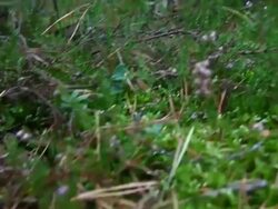 Fly agaric Stock Footage