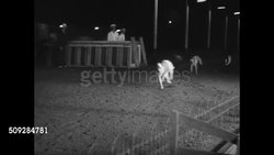 Florida entertainment, Havana Instructional Video