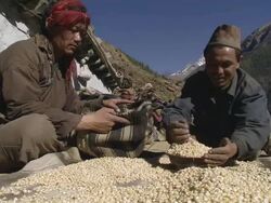 WS Man filling bag with grains for salt / Hurikot village, Low Himalayas, Dolpo, Nepal    Stock Footage