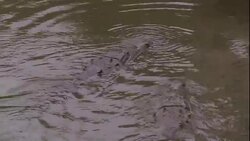 A crocodile gobbles down bait. Stock Footage