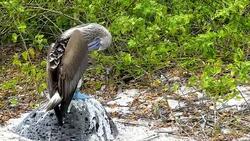 Blue-Footed Boobies in Galapagos Stock Footage