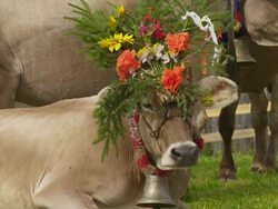 Decorated Cows Resting from the Return from the High Pasture Stock Footage
