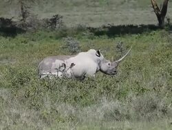 MS Diceros bicornis roaming at nakuru park / National Park, Africa, Kenya Stock Footage