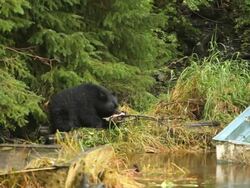 Black Bear eating a fish Stock Footage