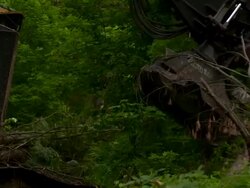 Hand held medium close up and zoom out of feller buncher sawing a tree. Stock Footage