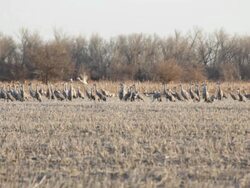 HD video feeding sandhill cranes take flight in field Nebraska Stock Footage