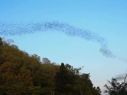 Bats in twilight. Stock Footage