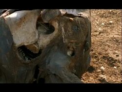 CU Zoom out, Skull of Asian Elephant (Elephas maximus) carcass, India Stock Footage
