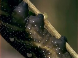CU Caterpillar walks along stalk, USA Stock Footage