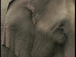 CU adult elephants, Elephas maximus, ear and eye, Western Ghats, India Stock Footage