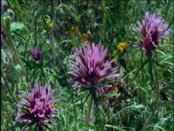 Desert wildflowers, pan from Owlclover to yellow Goldpoppies and blue Lupins, Sonoran desert, USA Stock Footage