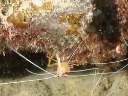 CU Shot of Several cleaner shrimps walking or crawling beneath reef ledge covered in sponge and algae / Sodwana Bay, KwaZulu Natal, South Africa Stock Footage