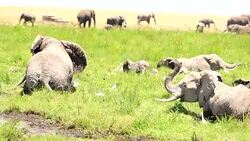 African Elephant at wild Stock Footage