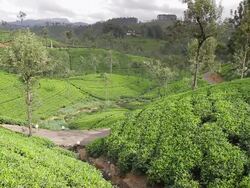 MS PAN Tea plantation in scenic valley, tea crop covers slopes / Nuwara Eliya, Central Province, Sri Lanka Stock Footage