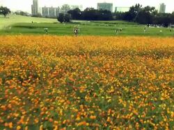 MS AERIAL Shot of of flowers at Seoul Olympic Park / Seoul, South Korea Stock Footage
