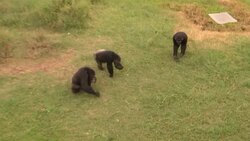 Sanctuary cares for chimpanzees orphaned or abused in Africa News Clip