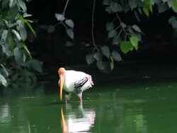 Painted stork in a wetland Stock Footage