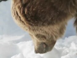 CU TU TD PAN ZO Bear sniffing in snow / Livingston, Montana, United States Stock Footage