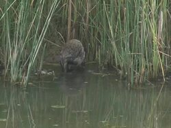 River rat 6  1080/60i Stock Footage