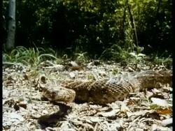 MS high speed Puff Adder, Bitis arietans, poised concertina like on leaf litter in aggressive stance, strikes to camera, Kenya Stock Footage