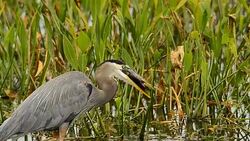Great blue heron swallowing a large dark fish Stock Footage