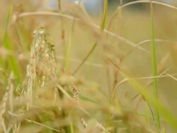 close up left hand bear grains product Stock Footage